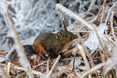 CD Projekt否认索尼可能将其收购的谣言