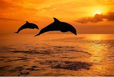 《宝可梦传说：阿尔宙斯》全新演示 狂暴的王与女王篇